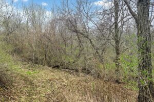 Buildable wooded land for sale in Southern Wisconsin Driftless Region