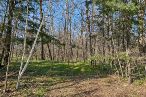 Wooded land for sale in Sawyer County WI with access to National Forest.