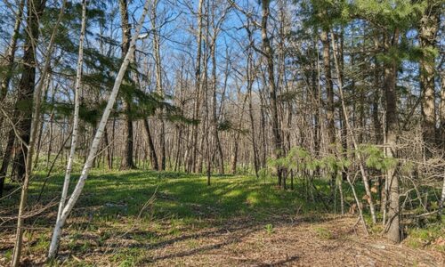 Wooded land for sale in Sawyer County WI with access to National Forest.