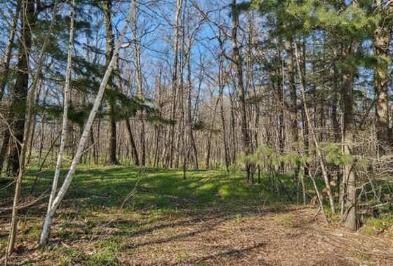 Wooded land for sale in Sawyer County WI with access to National Forest.