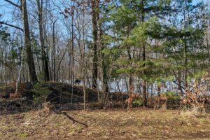 Wooded land for sale in Sawyer County WI with access to National Forest.