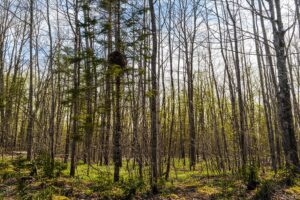 Wooded land for sale in Sawyer County WI with access to National Forest.