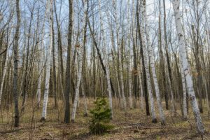 Wooded land for sale in Sawyer County WI with access to National Forest.
