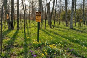 Wooded land for sale in Sawyer County WI with access to National Forest.
