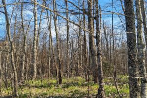 Wooded land for sale in Sawyer County WI with access to National Forest.