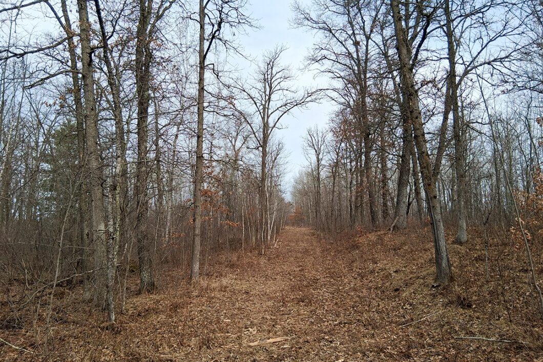 Wooded buildable land near the Namekagon River in Trego, Wisconsin with cleared driveway and private forest setting