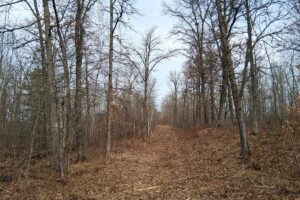 Wooded buildable land near the Namekagon River in Trego, Wisconsin with cleared driveway and private forest setting