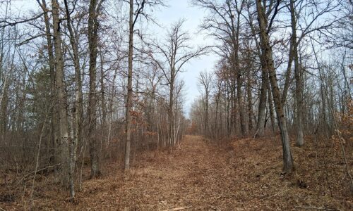 Wooded buildable land near the Namekagon River in Trego, Wisconsin with cleared driveway and private forest setting