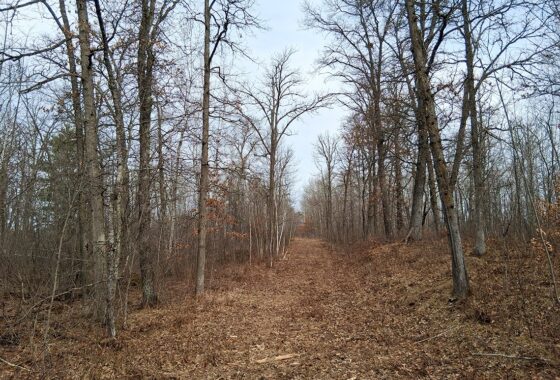 Wooded buildable land near the Namekagon River in Trego, Wisconsin with cleared driveway and private forest setting