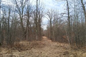 Wooded buildable land near the Namekagon River in Trego, Wisconsin with cleared driveway and private forest setting