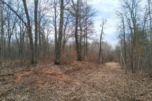 Wooded buildable land near the Namekagon River in Trego, Wisconsin with cleared driveway and private forest setting