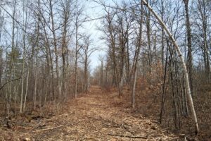 Wooded buildable land near the Namekagon River in Trego, Wisconsin with cleared driveway and private forest setting
