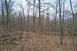 Wooded buildable land near the Namekagon River in Trego, Wisconsin with cleared driveway and private forest setting