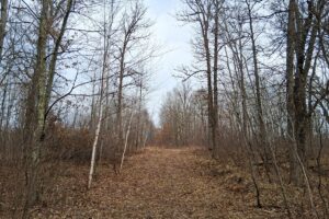 Wooded buildable land near the Namekagon River in Trego, Wisconsin with cleared driveway and private forest setting