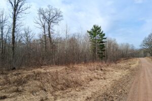 Wooded buildable land near the Namekagon River in Trego, Wisconsin with cleared driveway and private forest setting