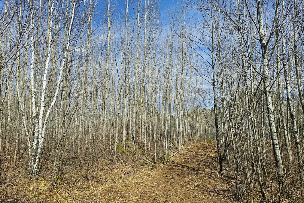 Northern Wisconsin land for sale near Lake Nokomis.