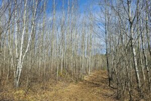 Northern Wisconsin land for sale near Lake Nokomis.