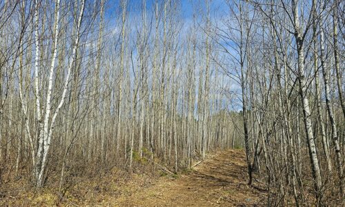 Northern Wisconsin land for sale near Lake Nokomis.