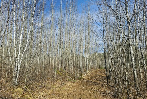 Northern Wisconsin land for sale near Lake Nokomis.
