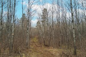 Northern Wisconsin land for sale near Lake Nokomis.