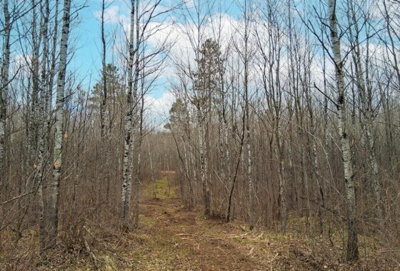 Northern Wisconsin land for sale near Lake Nokomis.