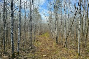 Northern Wisconsin land for sale near Lake Nokomis.