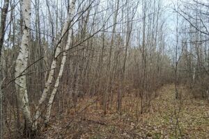 Northern Wisconsin land for sale near Lake Nokomis.
