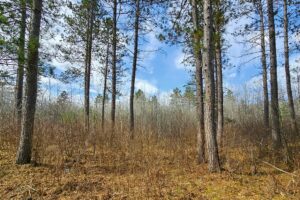 Northern Wisconsin land for sale near Lake Nokomis.