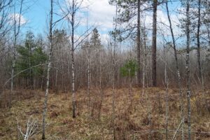 Northern Wisconsin land for sale near Lake Nokomis.