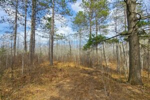 Northern Wisconsin land for sale near Lake Nokomis.