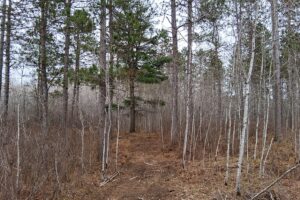 Northern Wisconsin land for sale near Lake Nokomis.