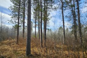 Northern Wisconsin land for sale near Lake Nokomis.