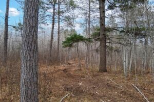 Northern Wisconsin land for sale near Lake Nokomis.