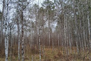 Northern Wisconsin land for sale near Lake Nokomis.