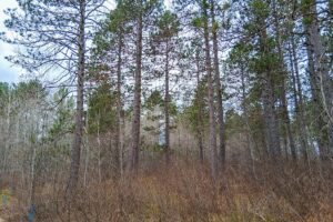 Northern Wisconsin land for sale near Lake Nokomis.