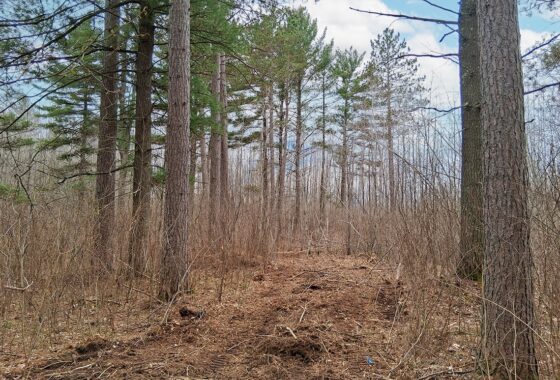 Oneida County land for sale near Lake Nokomis and Tomahawk, WI