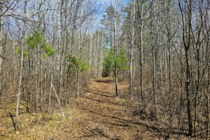 Oneida County land for sale near Lake Nokomis and Tomahawk, WI