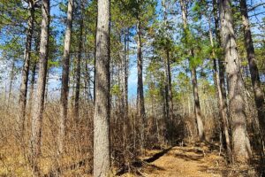 Oneida County land for sale near Lake Nokomis and Tomahawk, WI