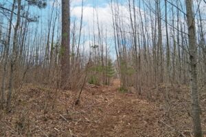 Oneida County land for sale near Lake Nokomis and Tomahawk, WI