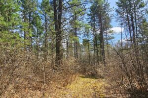 Oneida County land for sale near Lake Nokomis and Tomahawk, WI