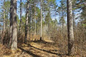 Oneida County land for sale near Lake Nokomis and Tomahawk, WI