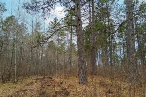 Oneida County land for sale near Lake Nokomis and Tomahawk, WI