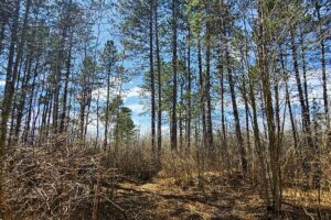 Oneida County land for sale near Lake Nokomis and Tomahawk, WI