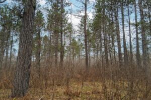 Oneida County land for sale near Lake Nokomis and Tomahawk, WI