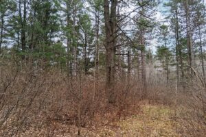 Oneida County land for sale near Lake Nokomis and Tomahawk, WI