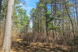 Oneida County land for sale near Lake Nokomis and Tomahawk, WI