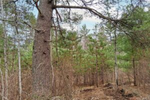 Land for sale near Lake Nokomis in Oneida County, WI