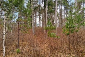 Land for sale near Lake Nokomis in Oneida County, WI