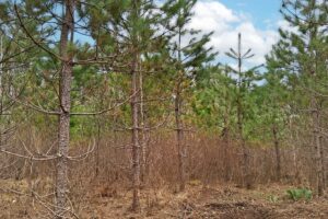 Land for sale near Lake Nokomis in Oneida County, WI