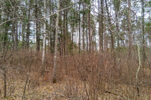 Land for sale near Lake Nokomis in Oneida County, WI